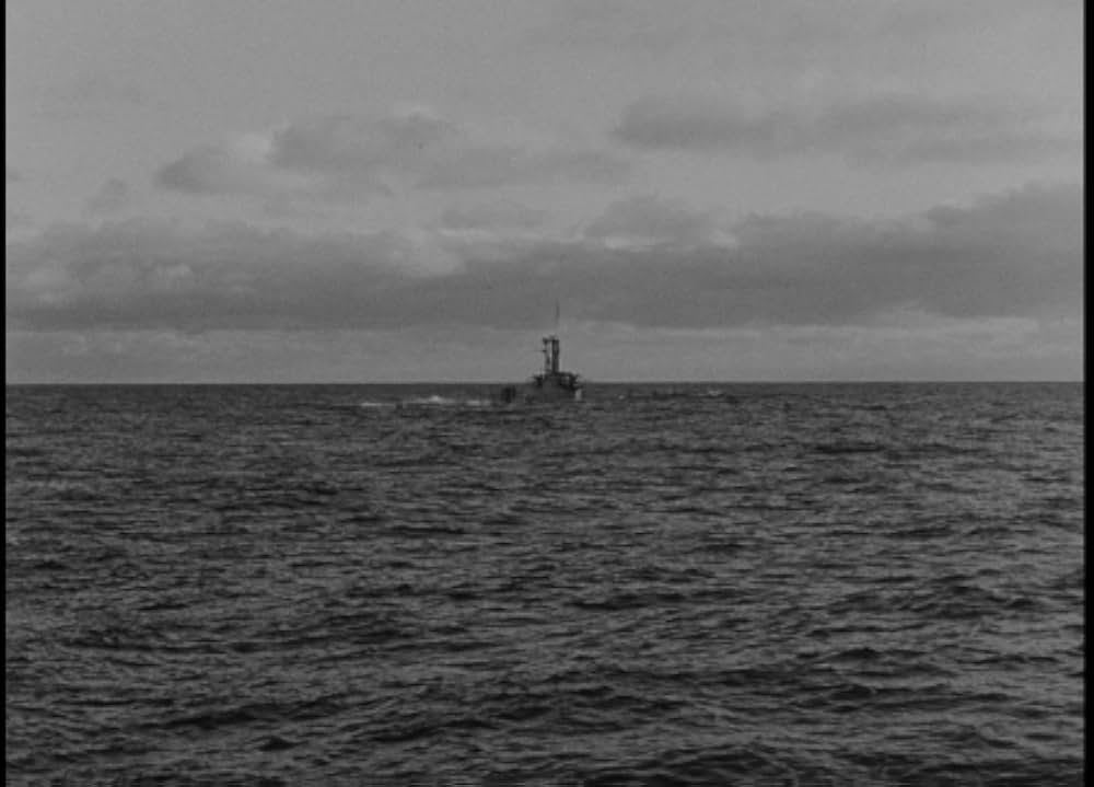 太平洋の虎鮫の画像