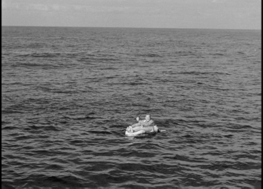 太平洋の虎鮫の画像