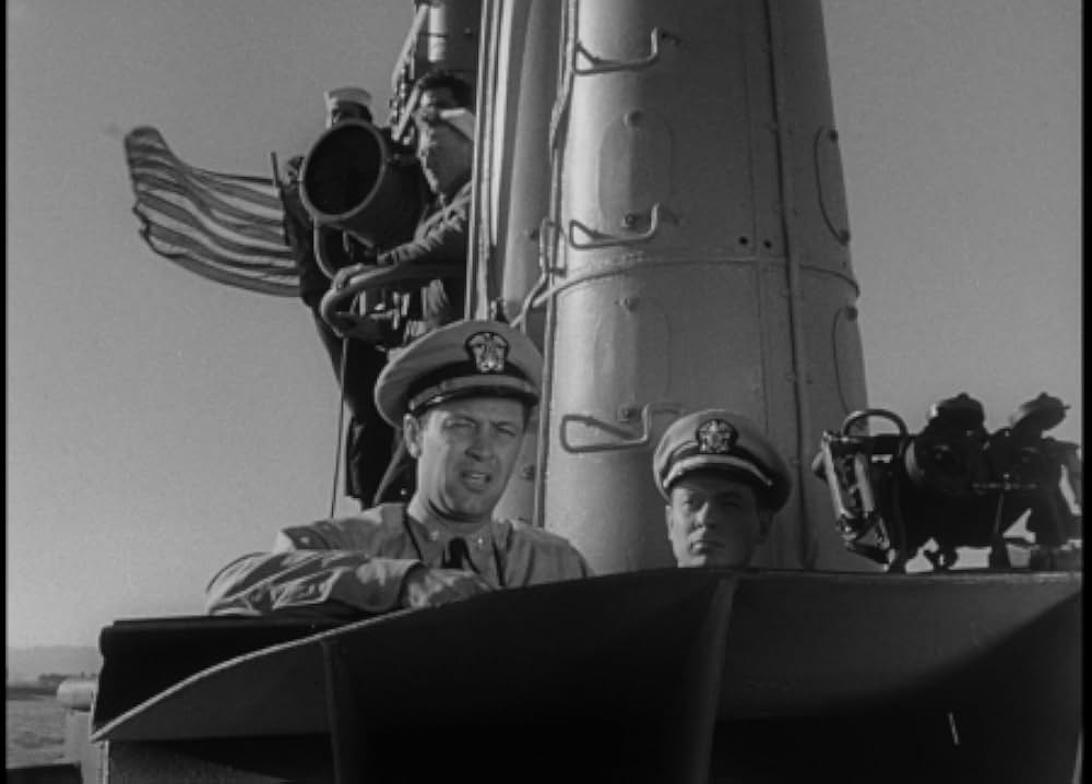 太平洋の虎鮫の画像