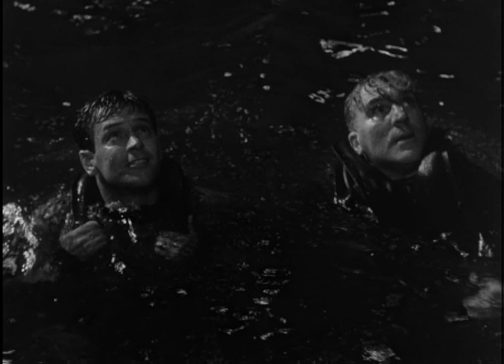 太平洋の虎鮫の画像