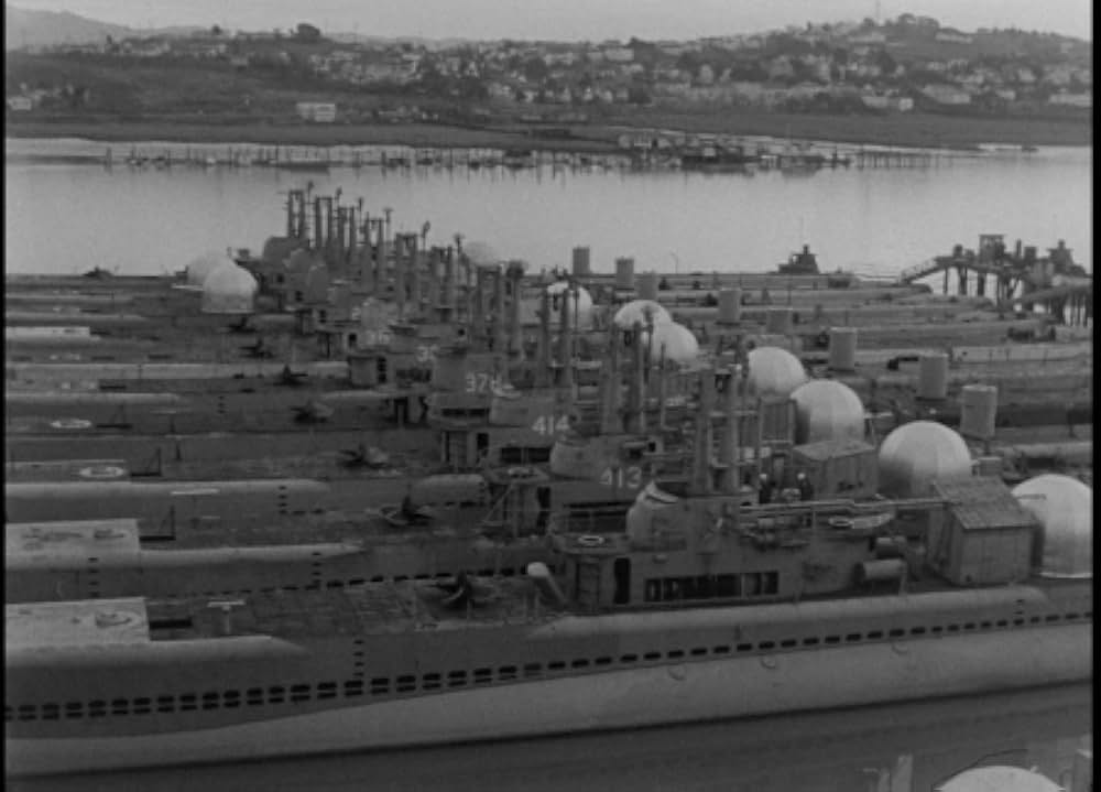 太平洋の虎鮫の画像