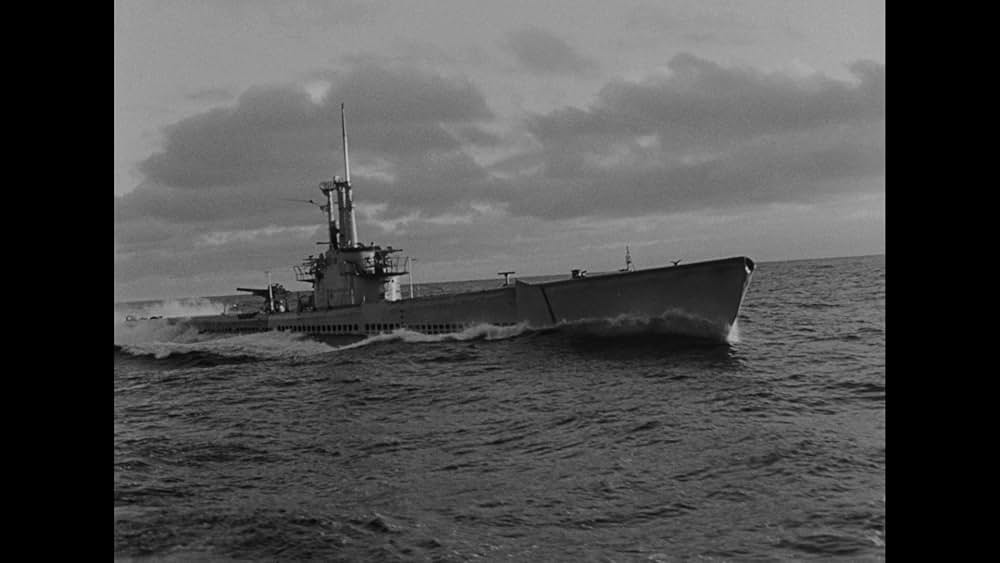 太平洋の虎鮫の画像