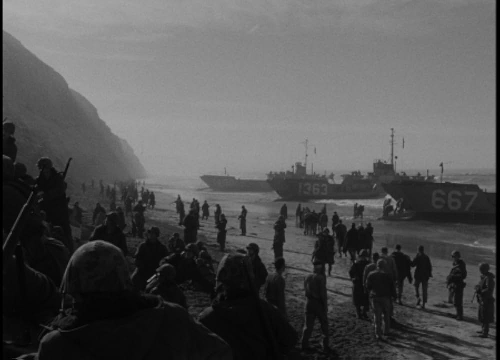 太平洋の虎鮫の画像