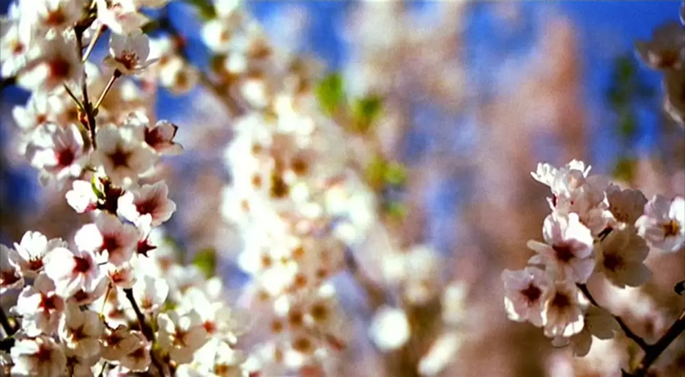 さくらんの画像