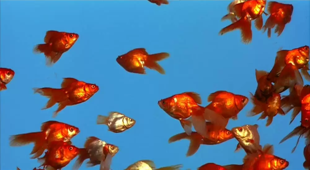 さくらんの画像