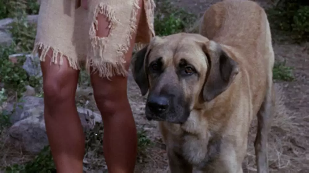 青いイルカの島の画像