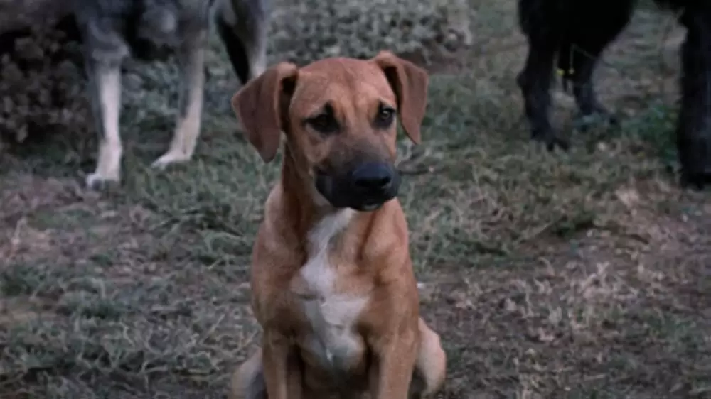 青いイルカの島の画像
