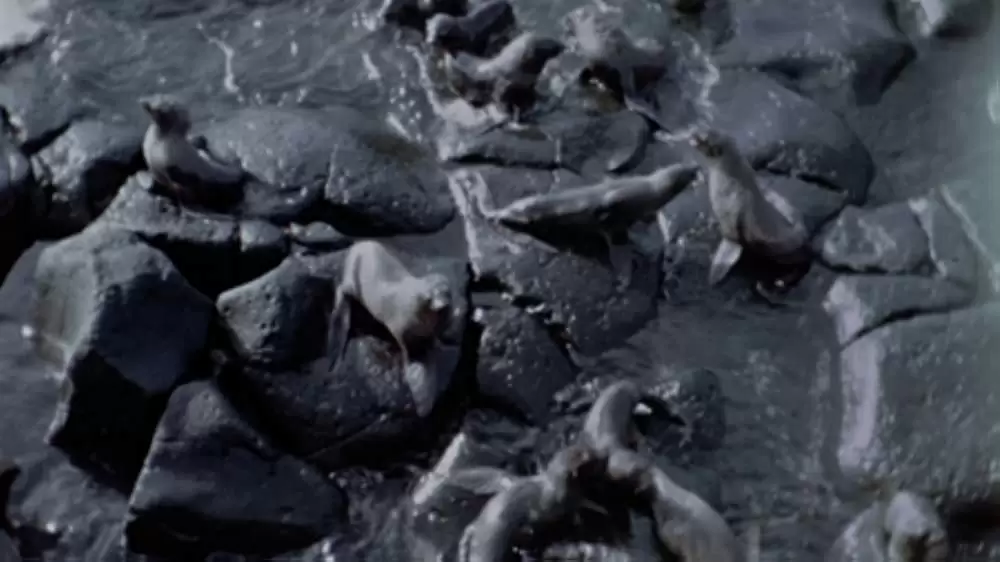 青いイルカの島の画像