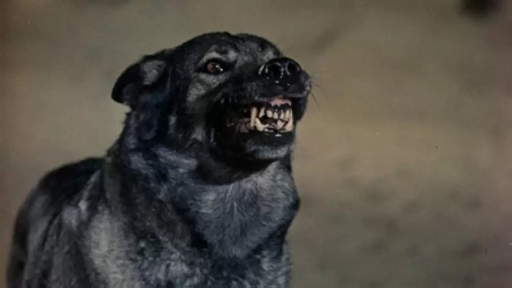 青いイルカの島の画像