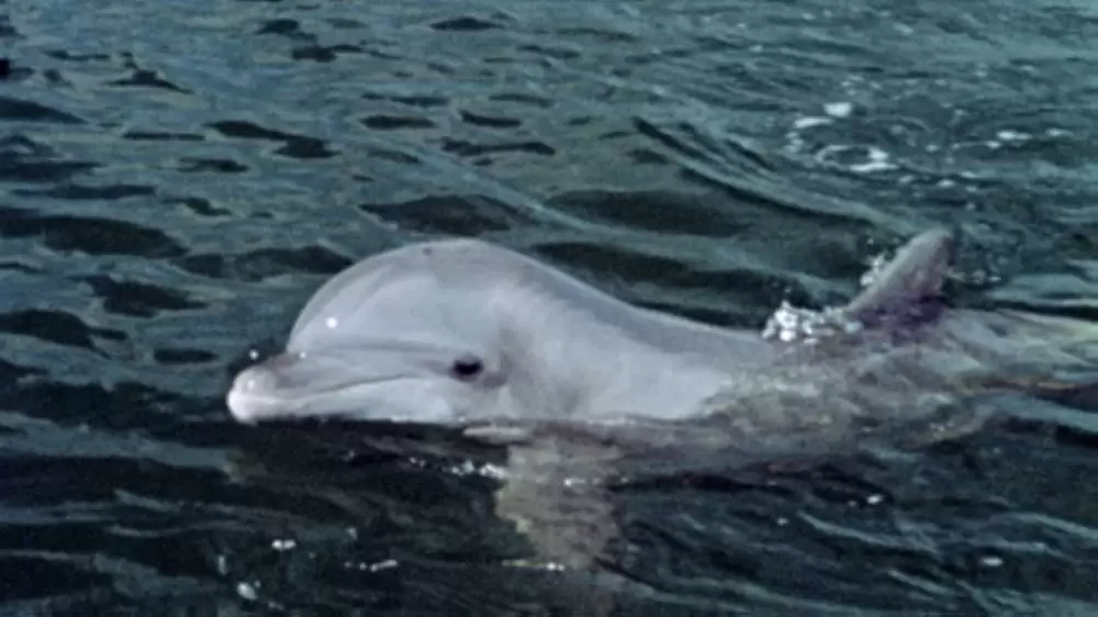 青いイルカの島の画像
