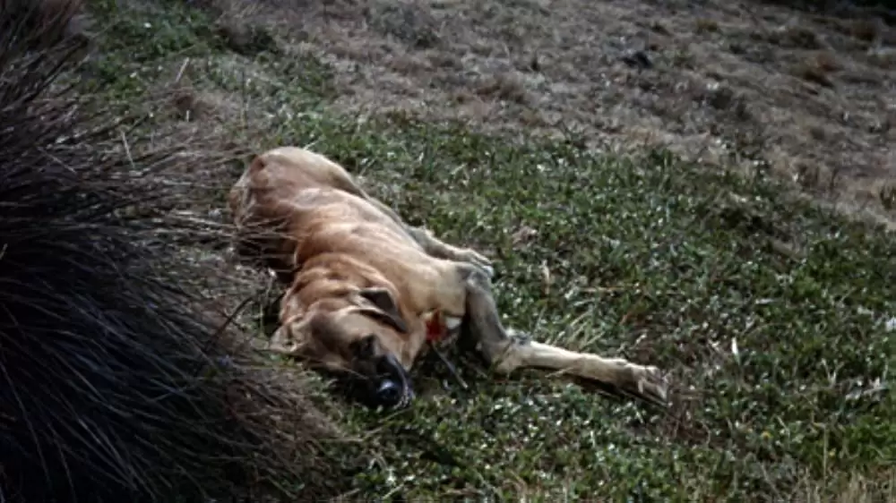 青いイルカの島の画像