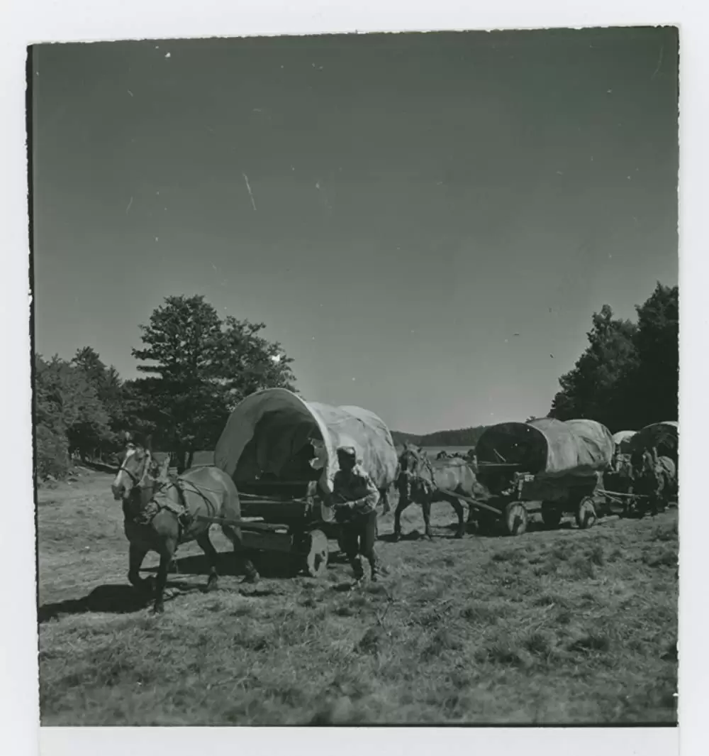 シンゴアラの画像