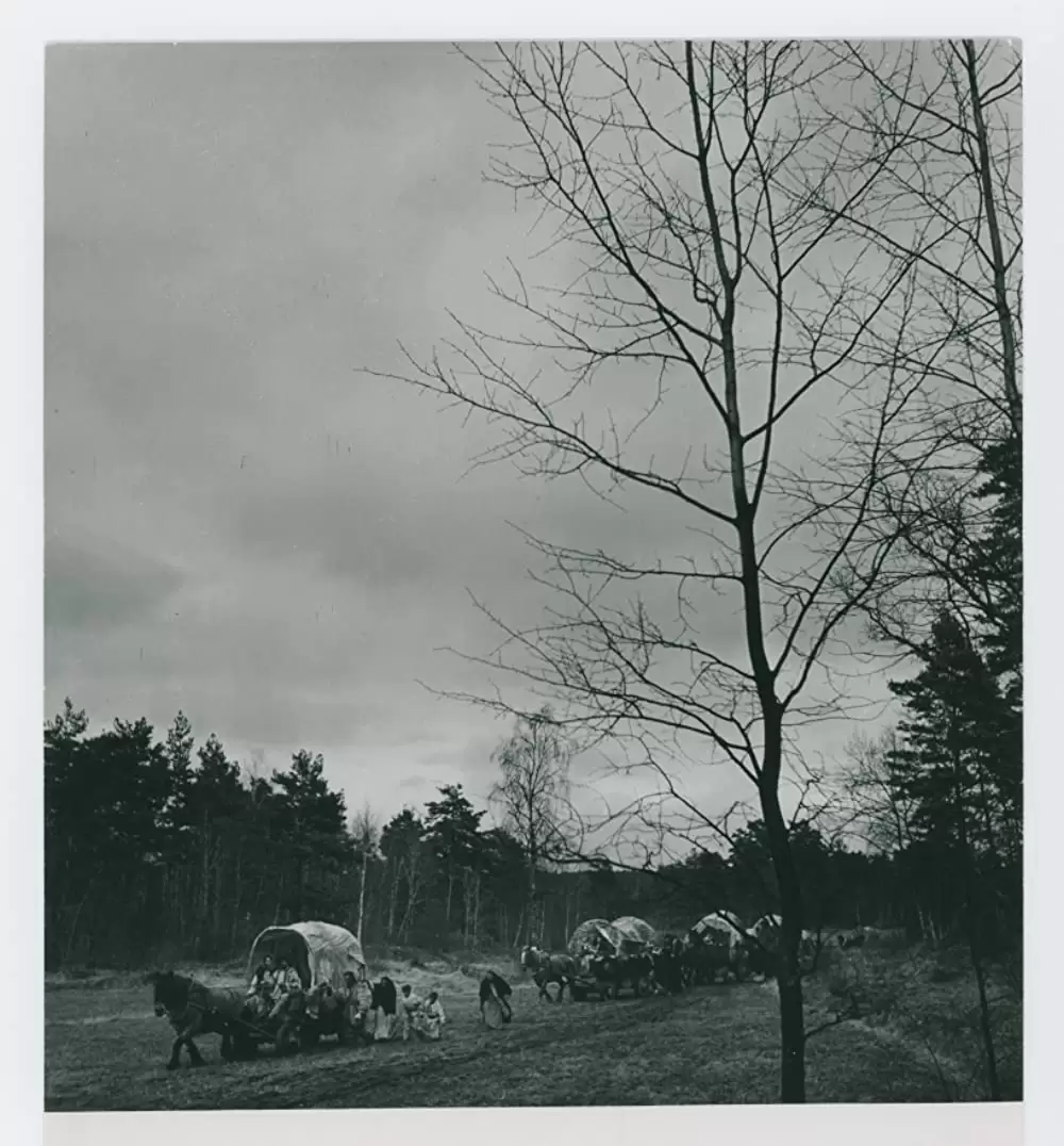 シンゴアラの画像