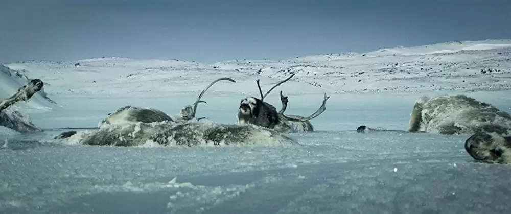 ホワイト・ラバーズの画像