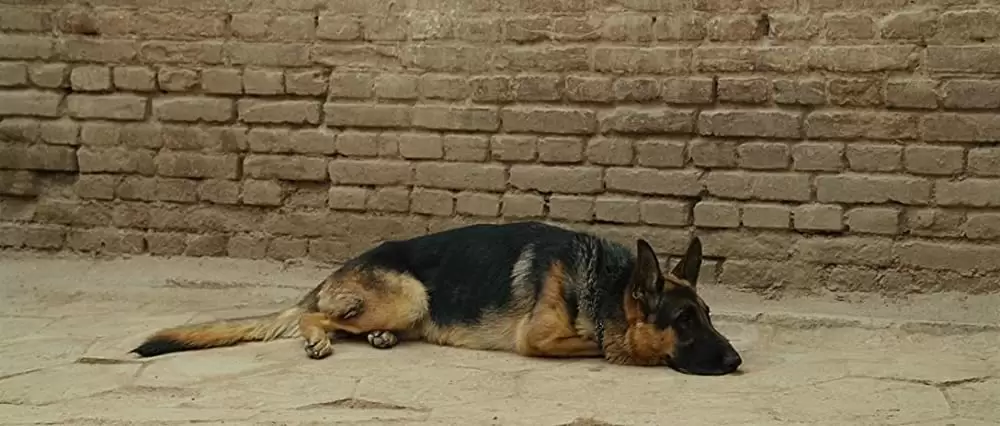 君のためなら千回でもの画像