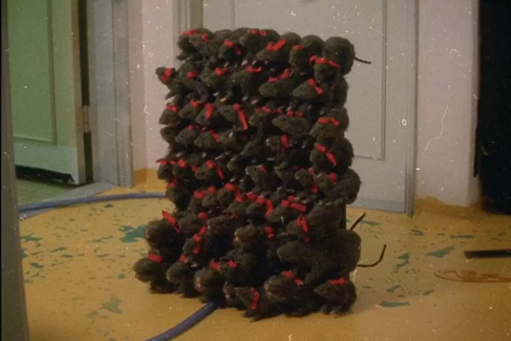 ポドリ君の家族残酷史Ｘ 韓国の夜と霧の画像