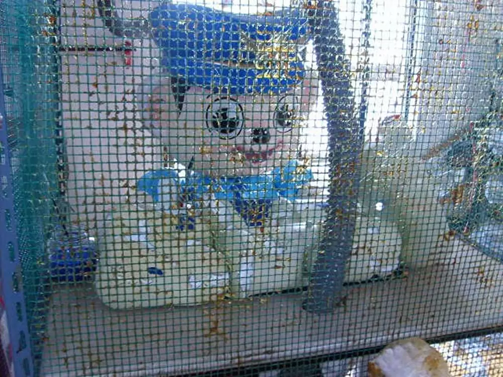 ポドリ君の家族残酷史Ｘ 韓国の夜と霧の画像