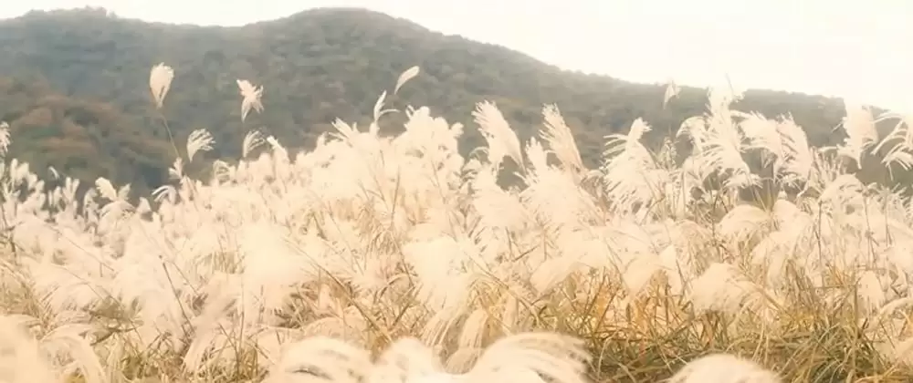 風と共に去りぬ!?の画像