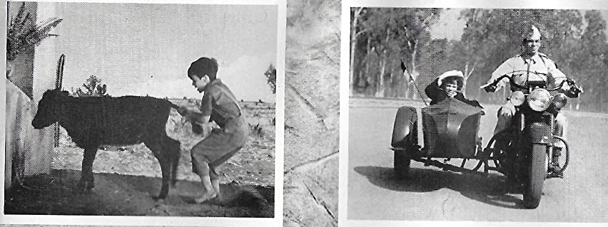 黒い牡牛の画像