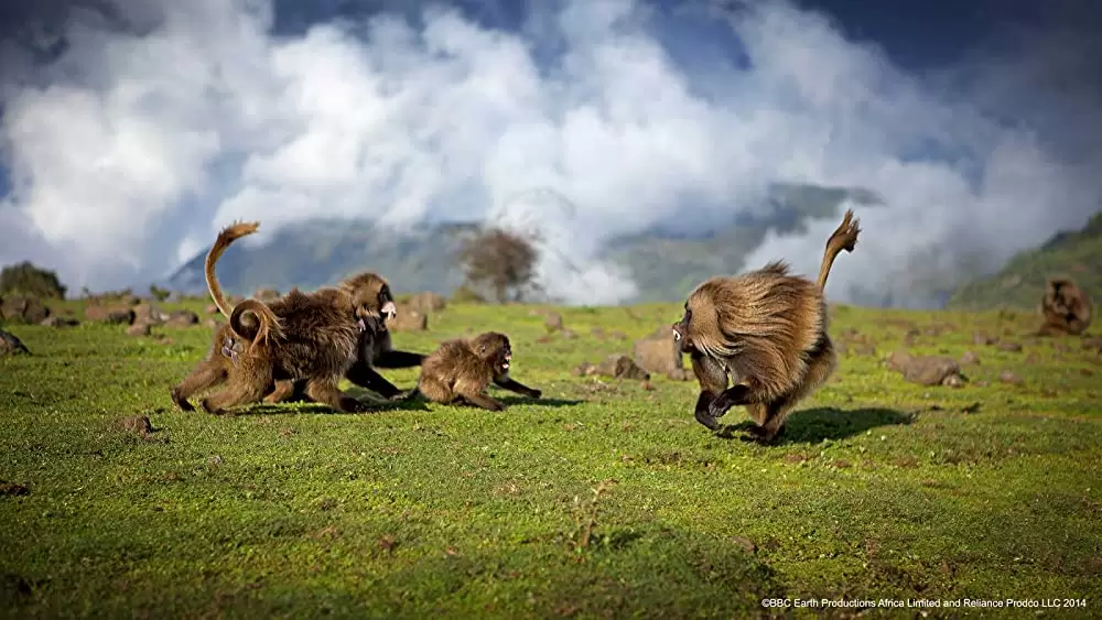 ネイチャーの画像