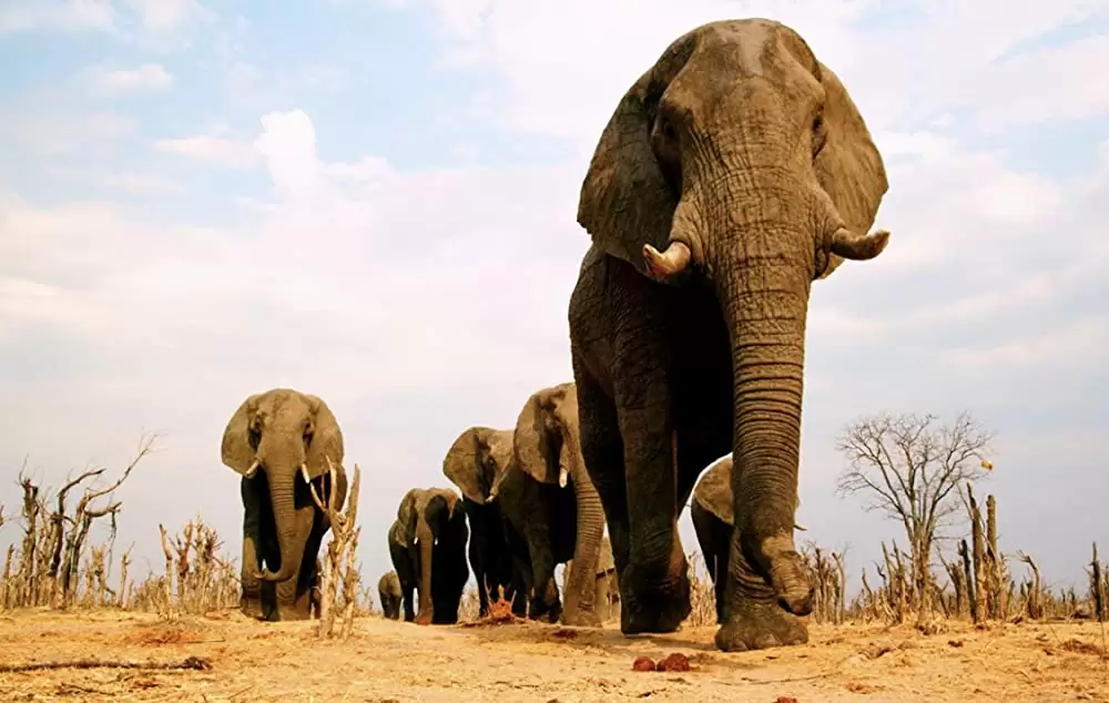 ネイチャーの画像