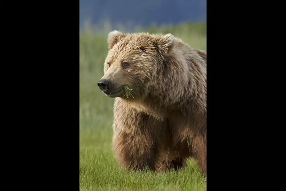 ディズニーネイチャー クマの親子の物語の画像