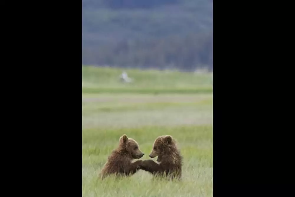 ディズニーネイチャー クマの親子の物語の画像