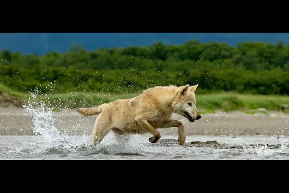 ディズニーネイチャー クマの親子の物語の画像