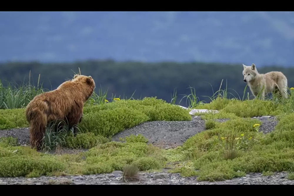 ディズニーネイチャー クマの親子の物語の画像