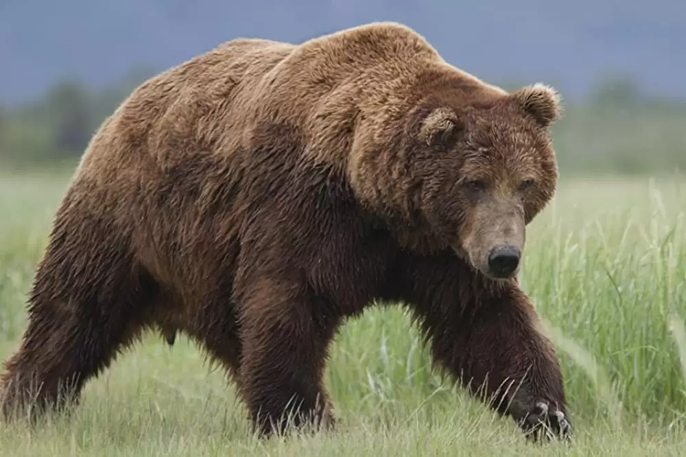 ディズニーネイチャー クマの親子の物語の画像