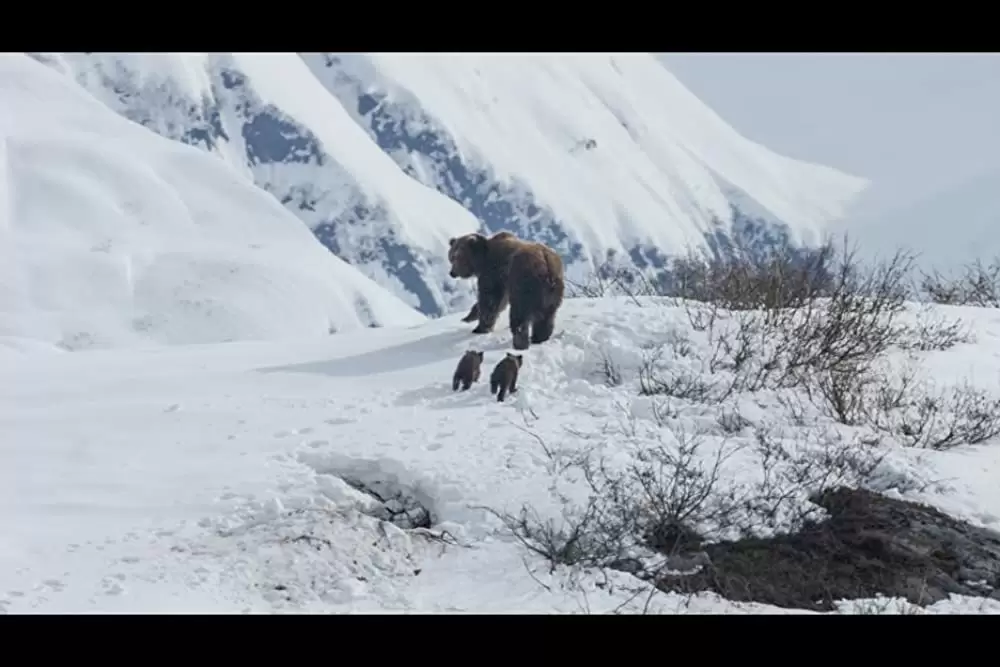 ディズニーネイチャー クマの親子の物語の画像