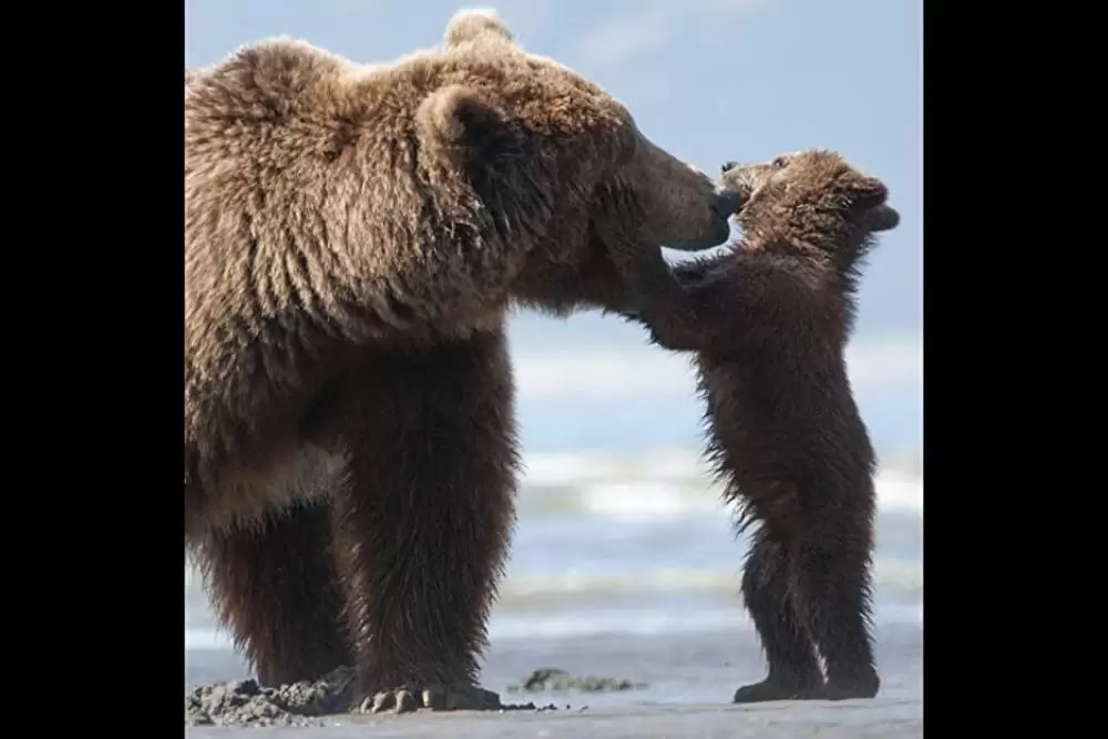 ディズニーネイチャー クマの親子の物語の画像