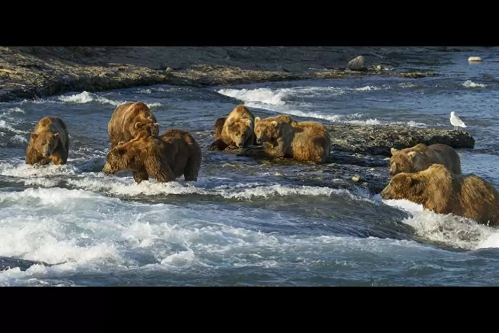 ディズニーネイチャー クマの親子の物語の画像