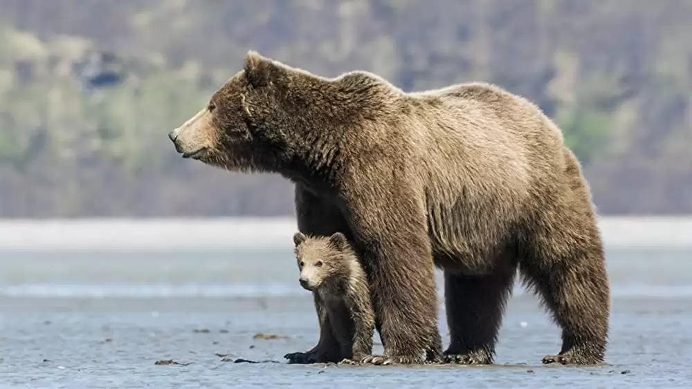 ディズニーネイチャー クマの親子の物語の写真