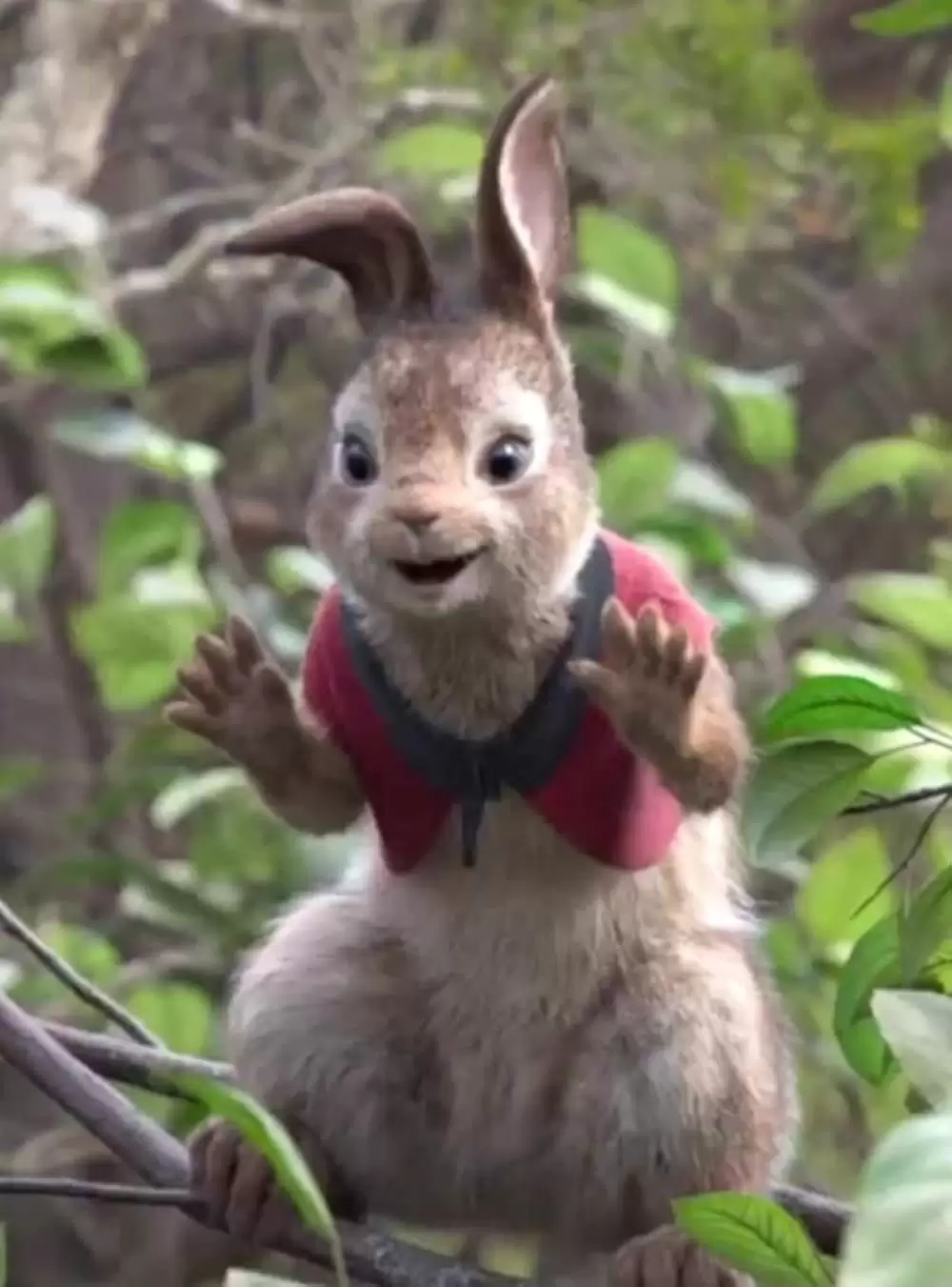 ピーターラビットの画像