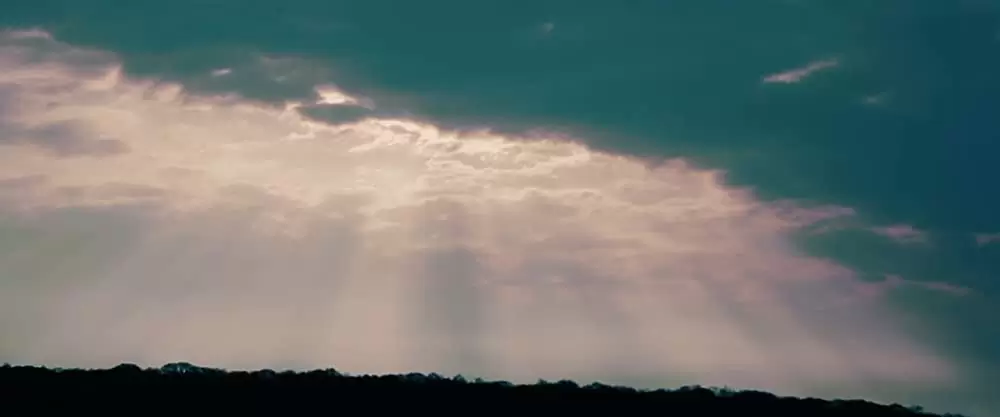 美しき獣の画像