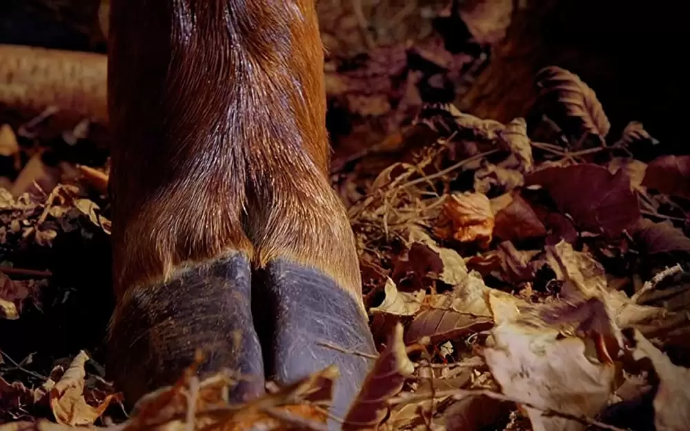 小さな世界はワンダーランドの画像