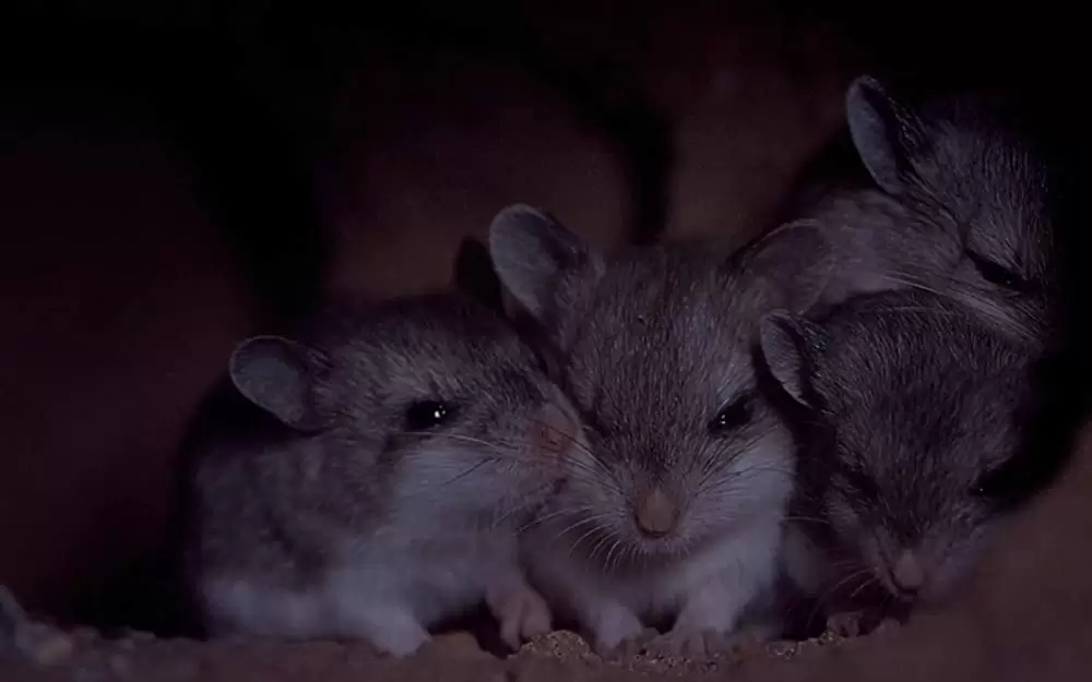 小さな世界はワンダーランドの画像