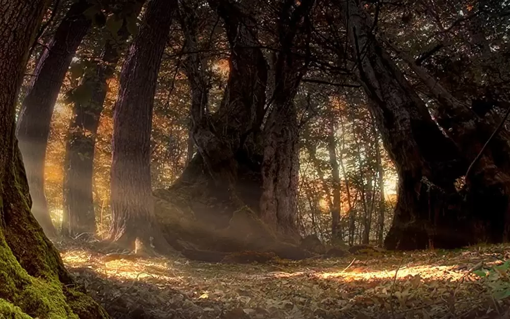 小さな世界はワンダーランドの画像