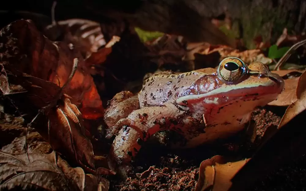 小さな世界はワンダーランドの画像