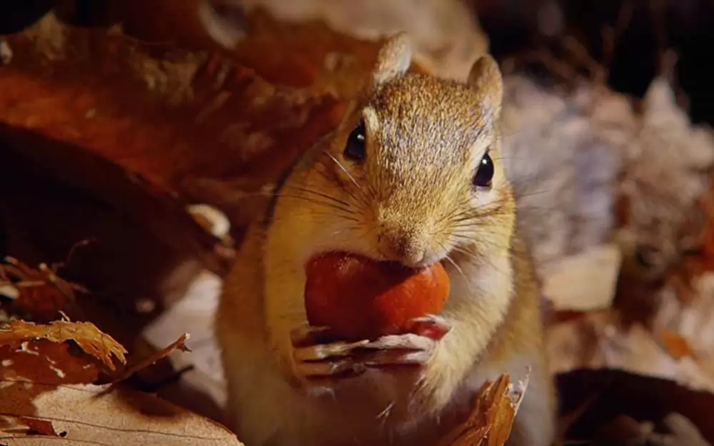 小さな世界はワンダーランドの画像
