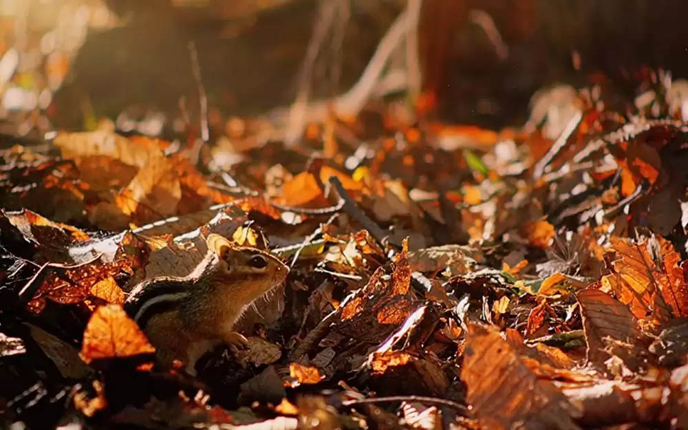 小さな世界はワンダーランドの画像