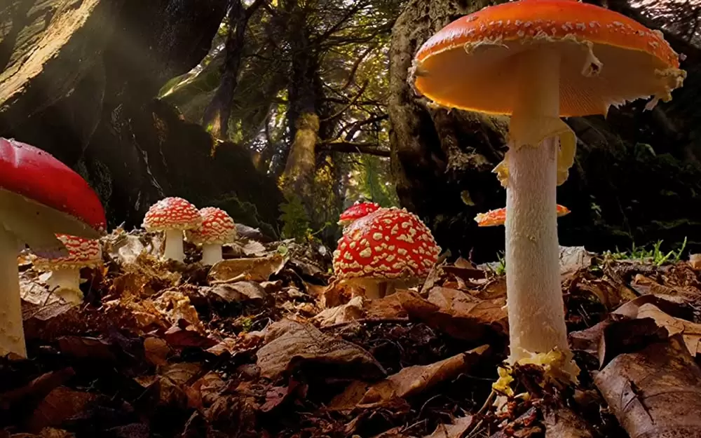 小さな世界はワンダーランドの画像