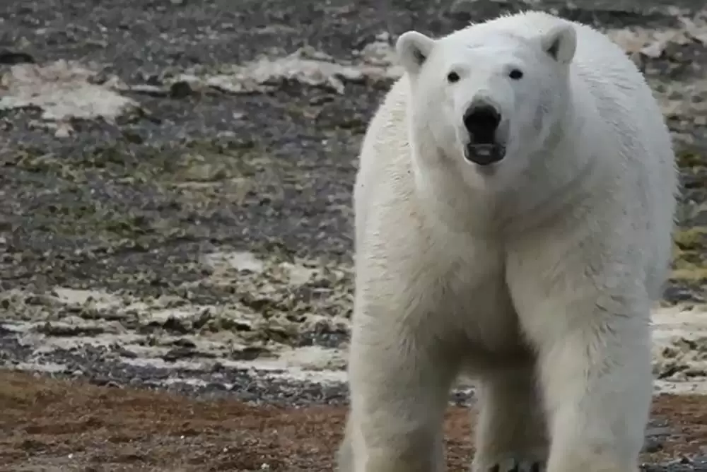 セバスチャン・サルガド 地球へのラブレターの画像