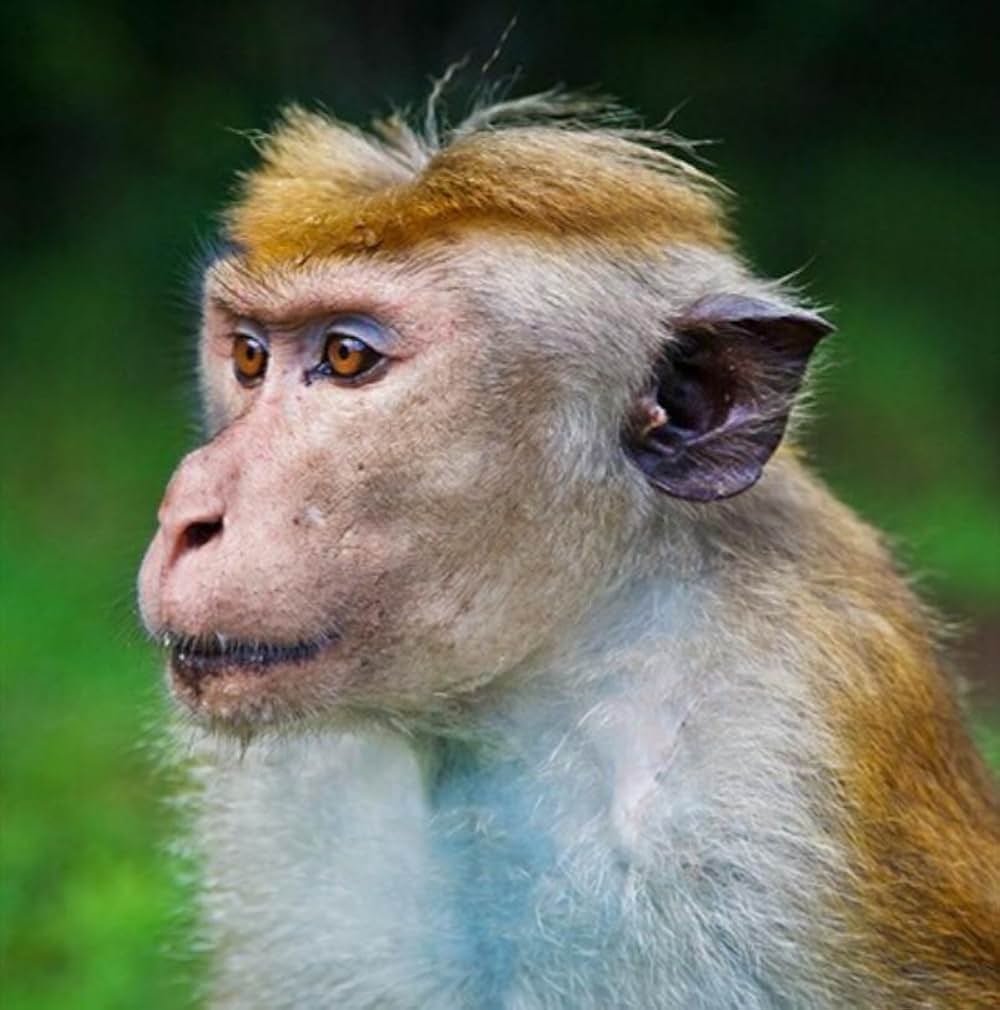 ディズニーネイチャー サルの王国とその掟の画像