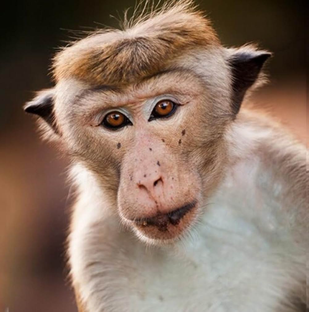 ディズニーネイチャー サルの王国とその掟の画像