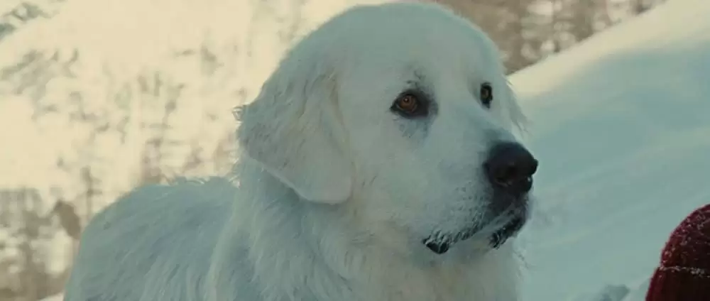 ベル＆セバスチャンの画像