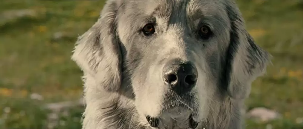 ベル＆セバスチャンの画像