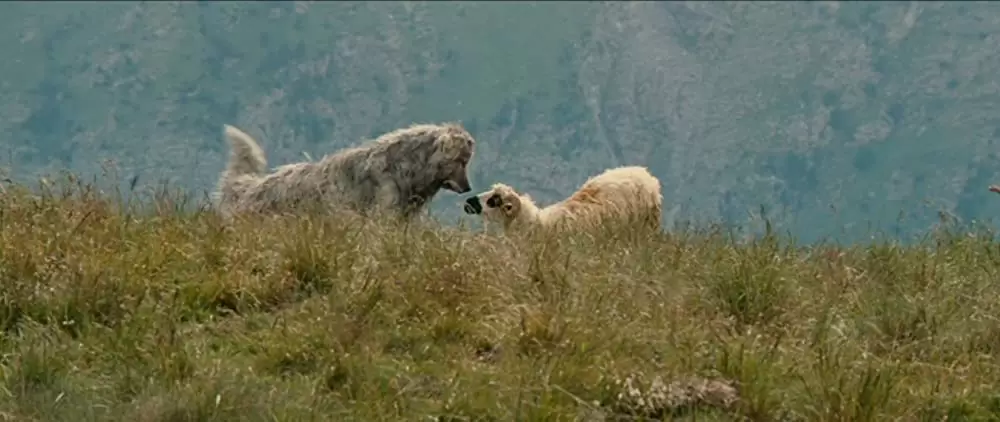 ベル＆セバスチャンの画像