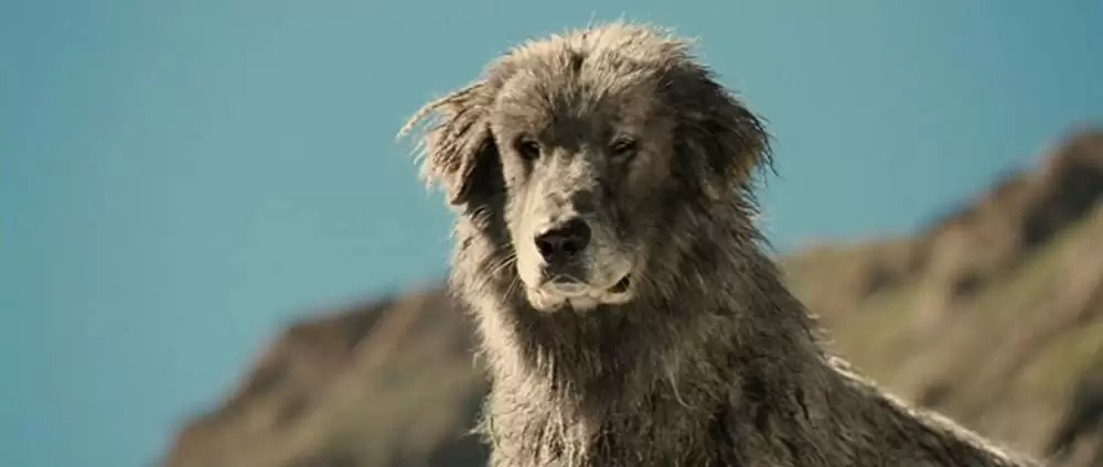 ベル＆セバスチャンの画像